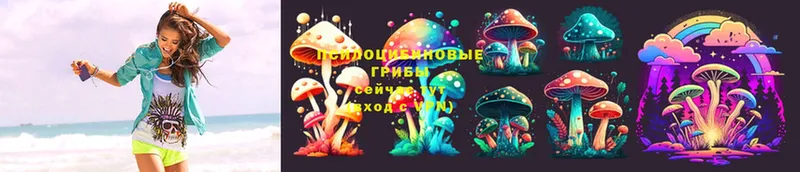 Псилоцибиновые грибы Cubensis Дмитровск